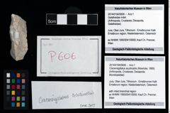Foto (Objekt + Etikett) von Cracensigillatus acutirostris (Moericke, 1889)  (NHMW-GEO-2014-0194-0606)
